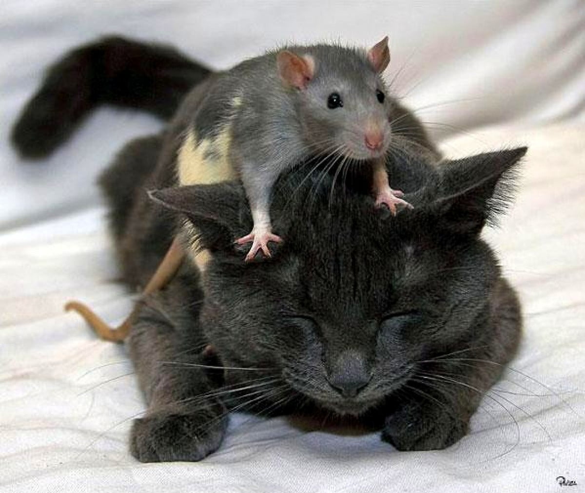 Seksi oqituvchilar onlayn