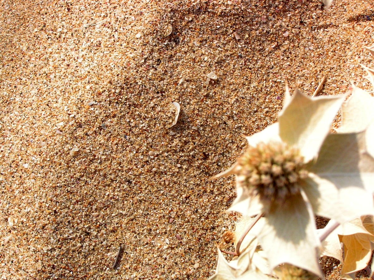 Skal, jord, sten, blommor, sand : gratis HD bakgrundsbilder