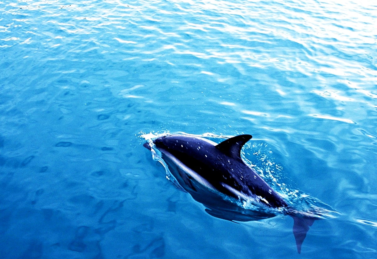 Djur som simmar i vatten - bakgrundsbild