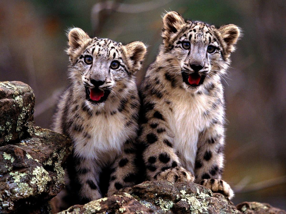 Bakgrundsbild Snöleopard, Små Djur, Vilda Djur | Gratis Bakgrundsbilder