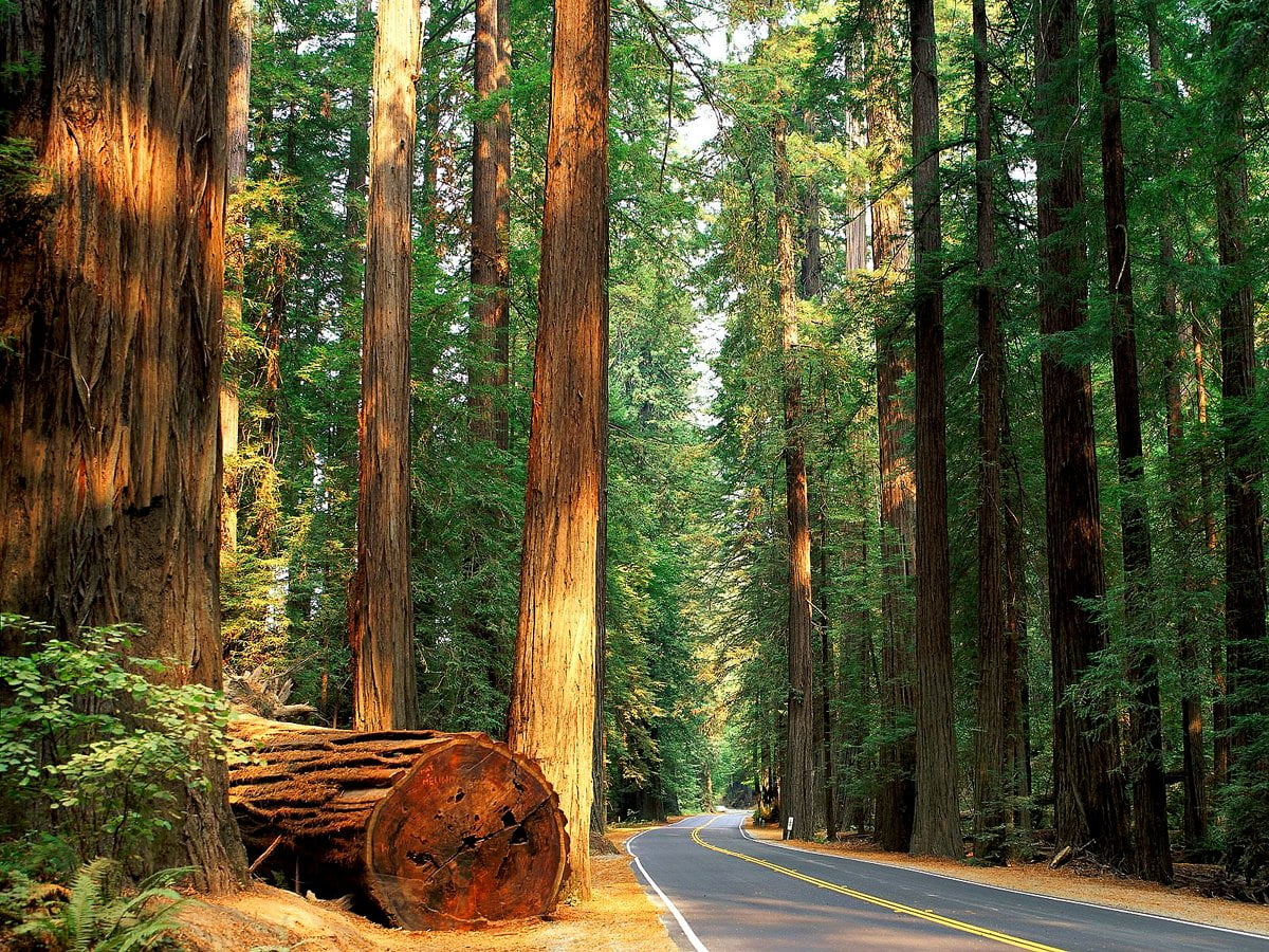 Bakgrund Stort Träd, Redwood, Skog widescreen | Gratis Bakgrundsbilder