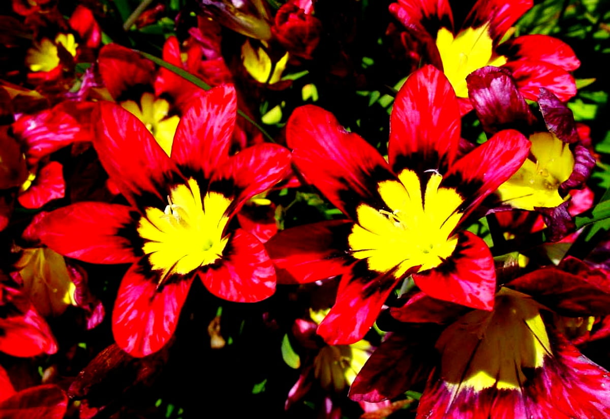 Vacker bakgrundsbild Blommor, Blommamosaik, Röda | Gratis Bilder