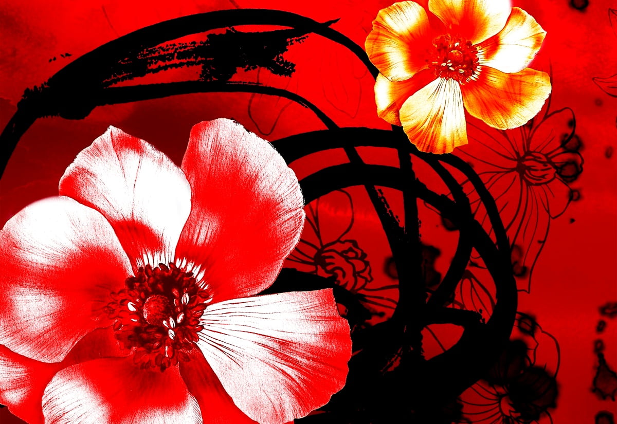 Målade Blommor, Röda, Hawaiisk Hibiskus bakgrund | Gratis Bilder
