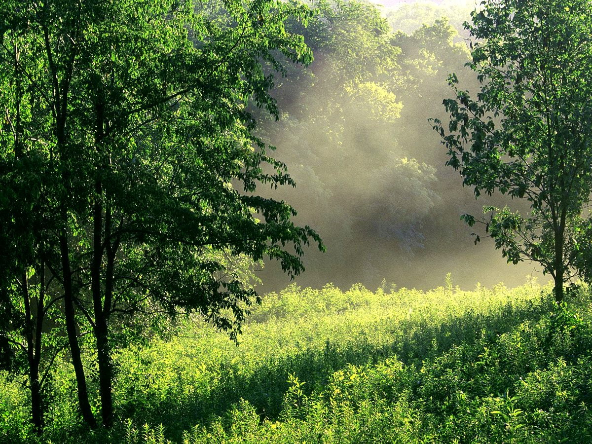 Bakgrund Skog, Natur, Gröna 🔥 Topp Gratis Bakgrunder