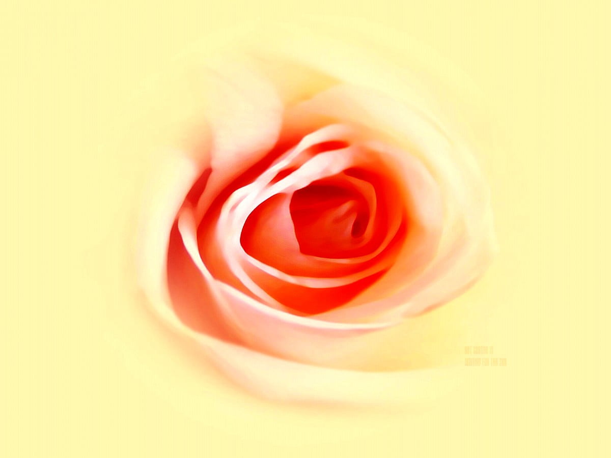 Vänskap, trädgård rosor, rosa, reste sig, blommor : gratis skrivbordsbilder