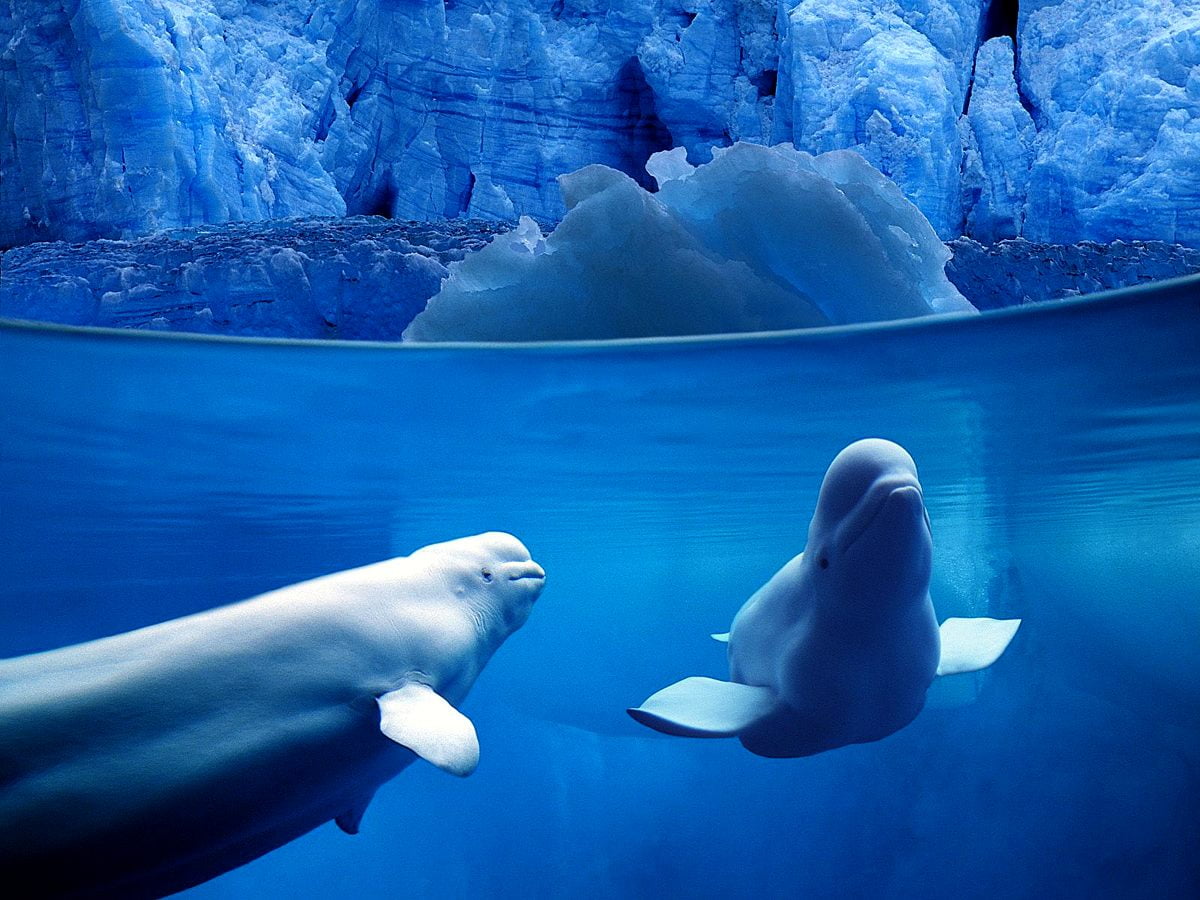 Isbjörn som simmar i blått vatten : skrivbordsbakgrund (1600x1200)