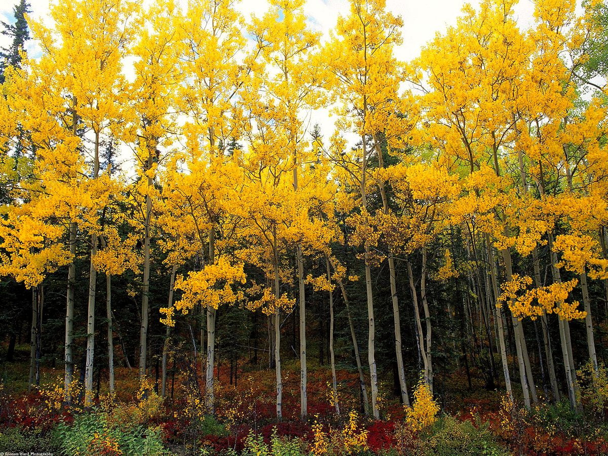 Amerikansk asp bakgrundsbilder HD | Ladda Ner Gratis