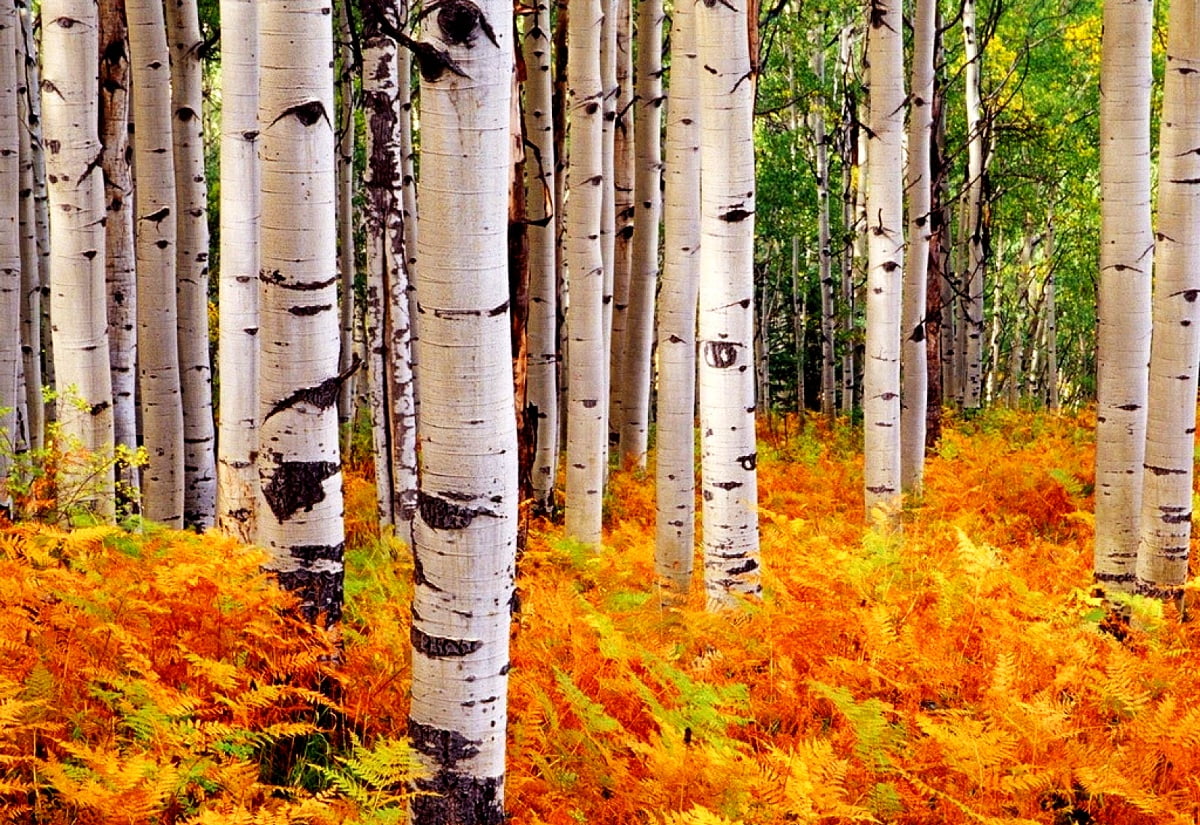 Bakgrundsbild Pappersbjörk, Löv, Amerikansk Asp | Gratis Bakgrunder