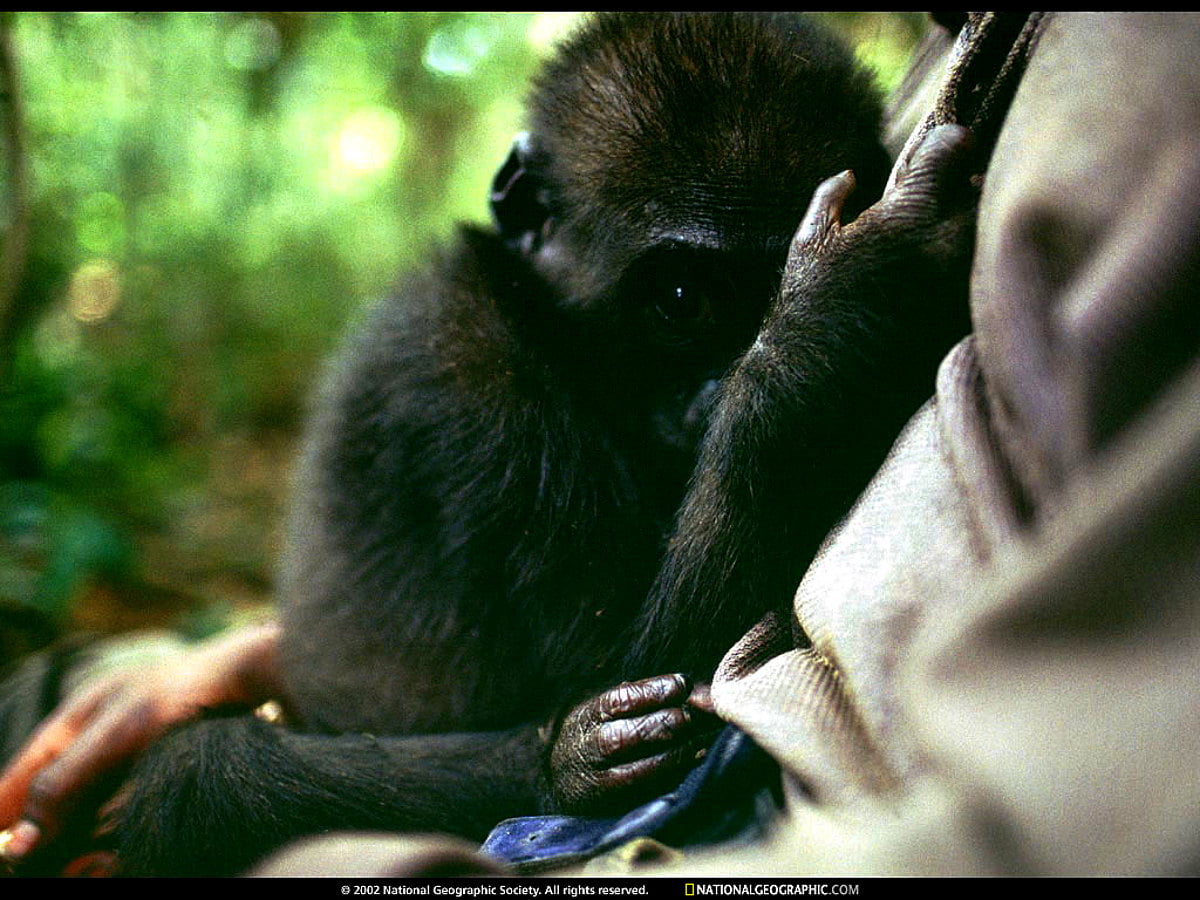 Bakgrundsbild — Nat Geo, National Geographic, människa och djur, djur, primat