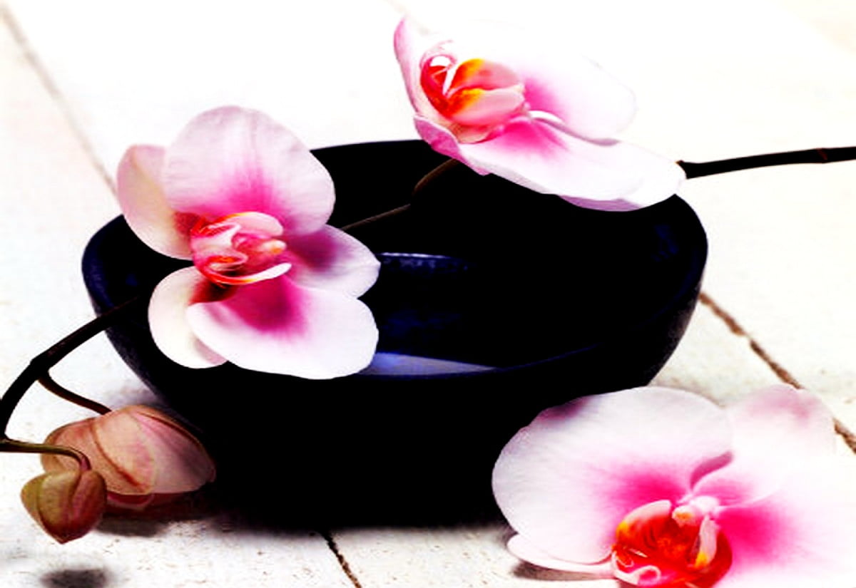 Stilleben, blommor, kronblad, rosa, mal orkidé : gratis skrivbordsbakgrund 1600x1100