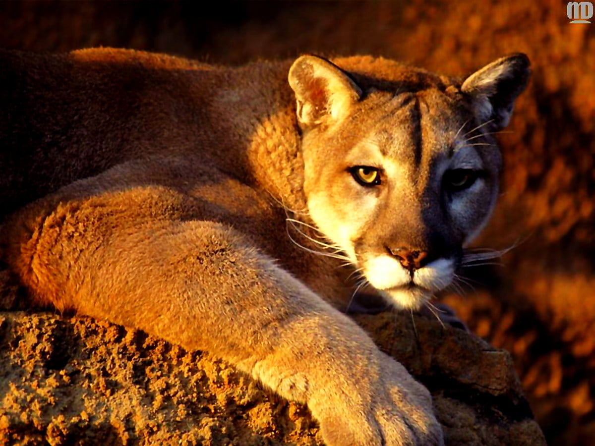 Lejon, vilda djur och växter, djur, vildkatt, Zoo — gratis HD bakgrundsbild