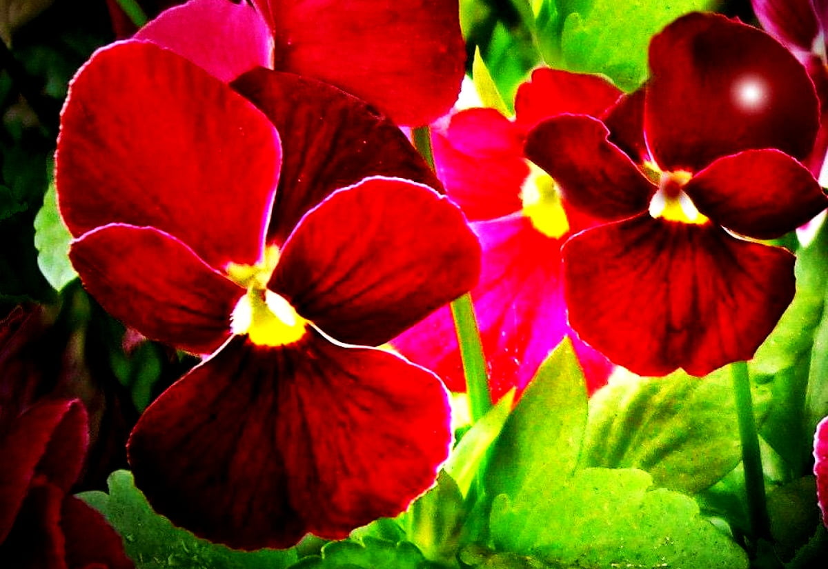 Bakgrundsbild Blommor, Blomma, Röda | Gratis Bilder