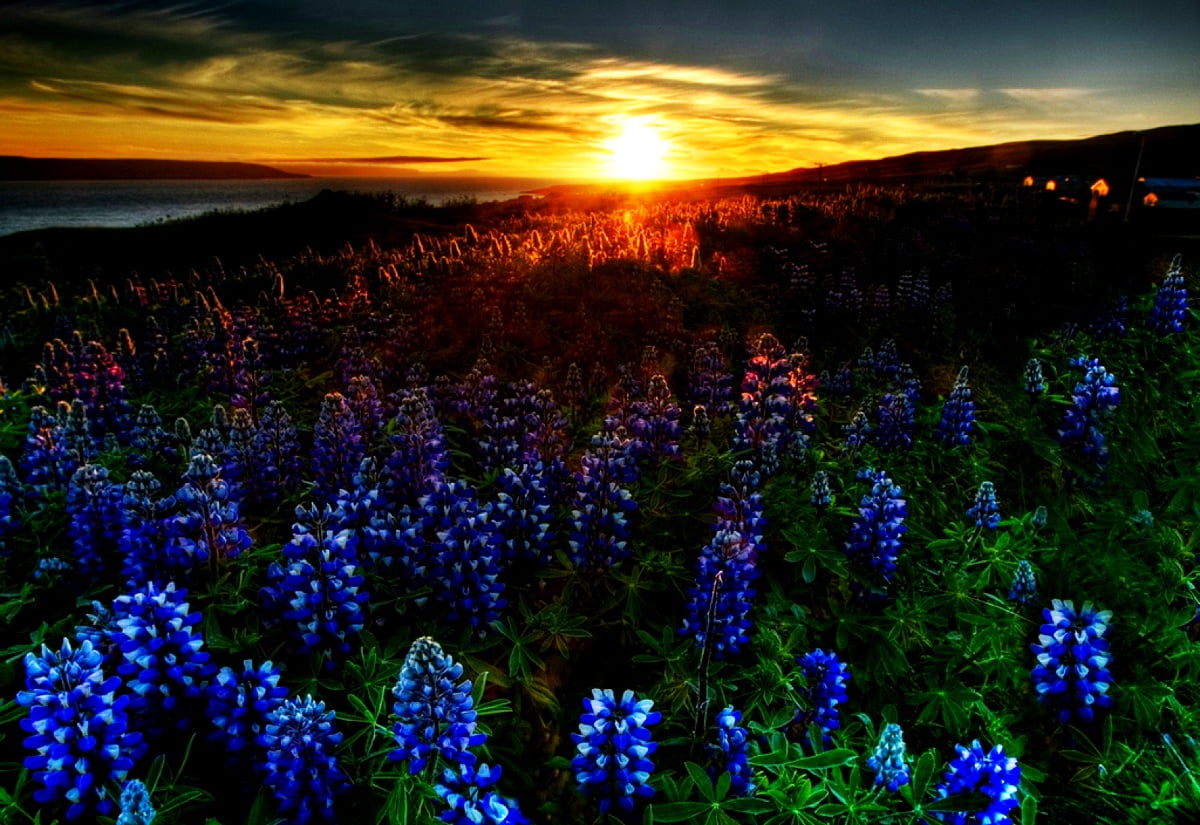 Lupin, natur, blommor, bluebonnet, texas bluebonnet : bakgrundsbild 1600x1100
