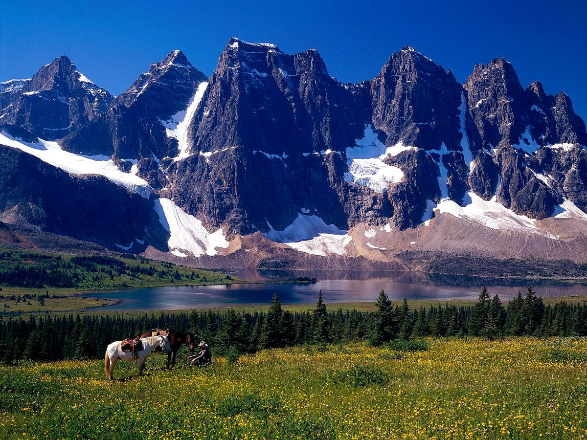 Besättning av kor som betar i åker och berg (Tonquin Valley, Alberta, Kanada) / gratis bakgrund