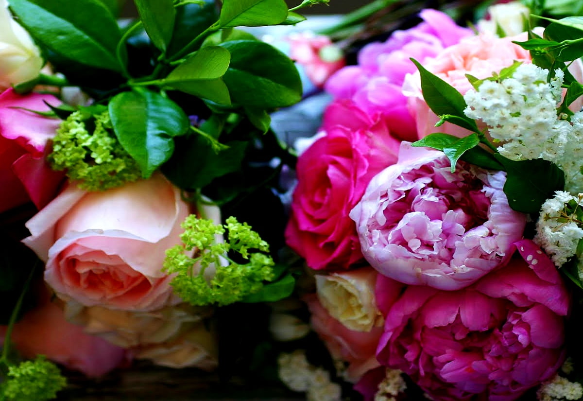 Blommor, mode, trädgård rosor, rosa, bukett : gratis bakgrund