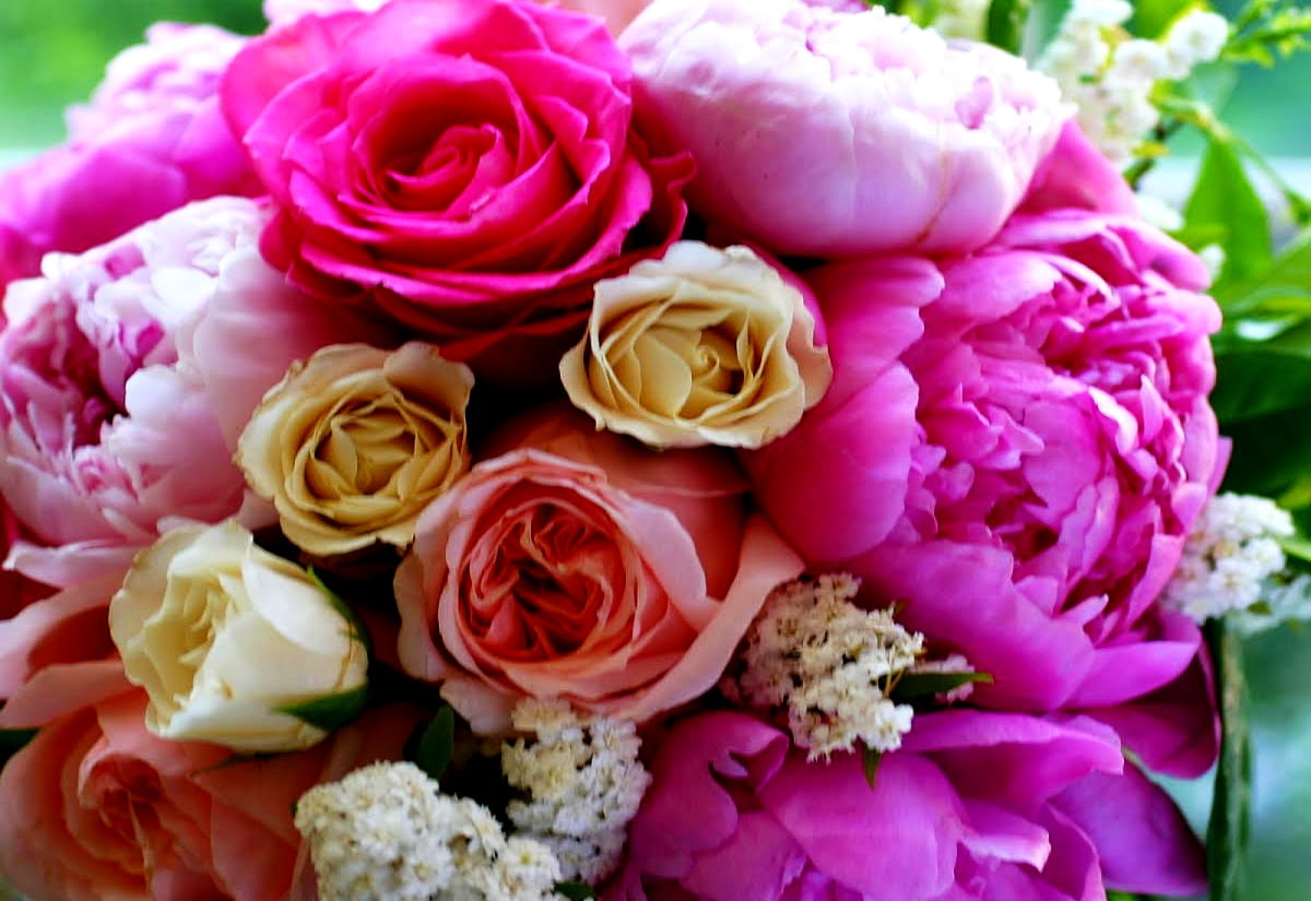 Blommor, trädgård rosor, mode, reste sig, rosa × centifolia