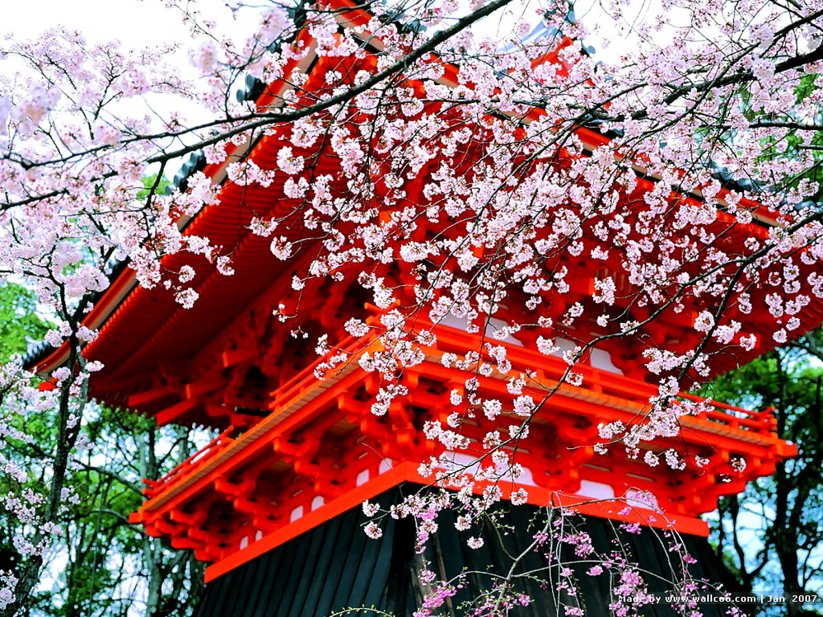Bakgrund Tempel, Blommor, Röda | Gratis Bilder