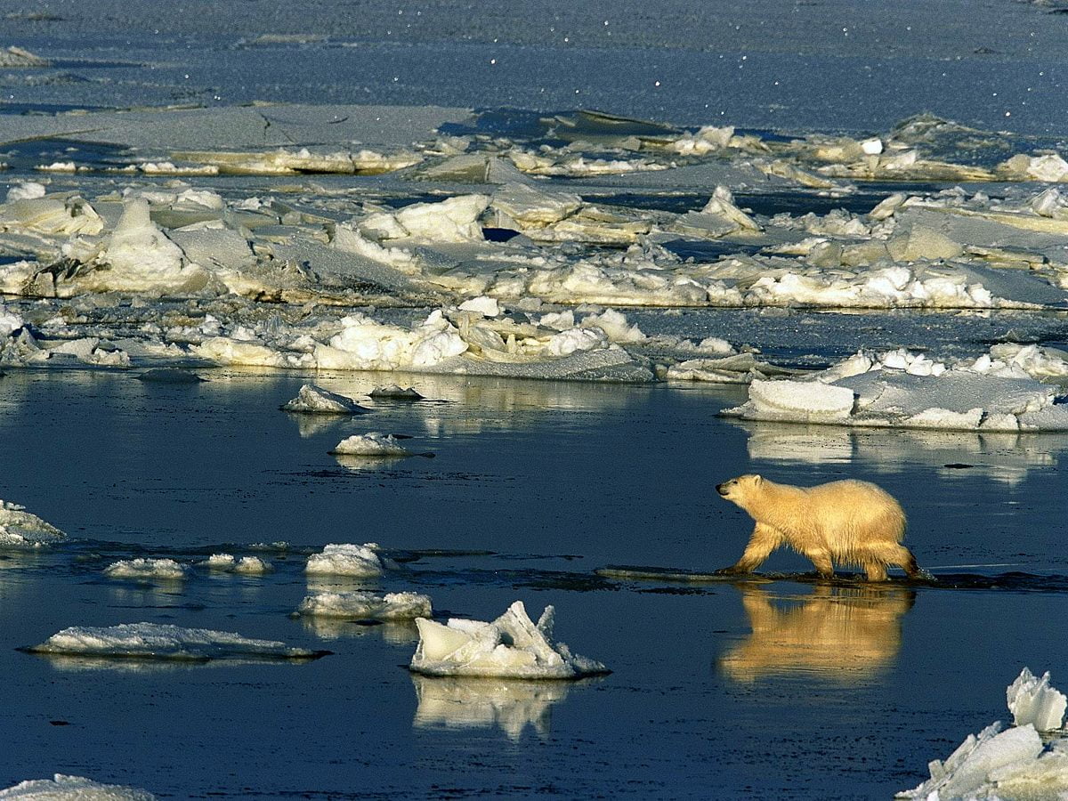 Isbjörn i sjön - gratis HD bakgrundsbild