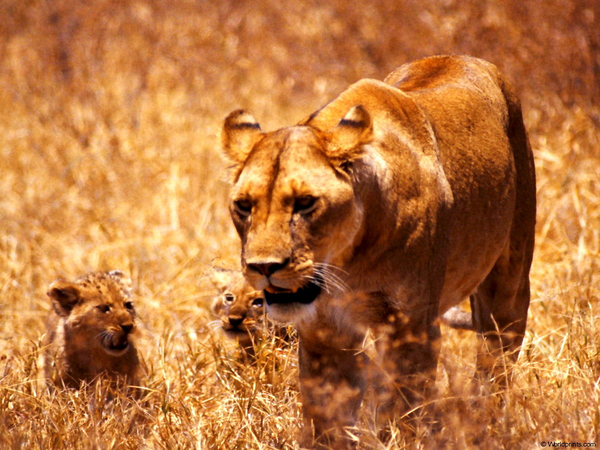 Lejon står på torrt gräsfält : bakgrundsbilder