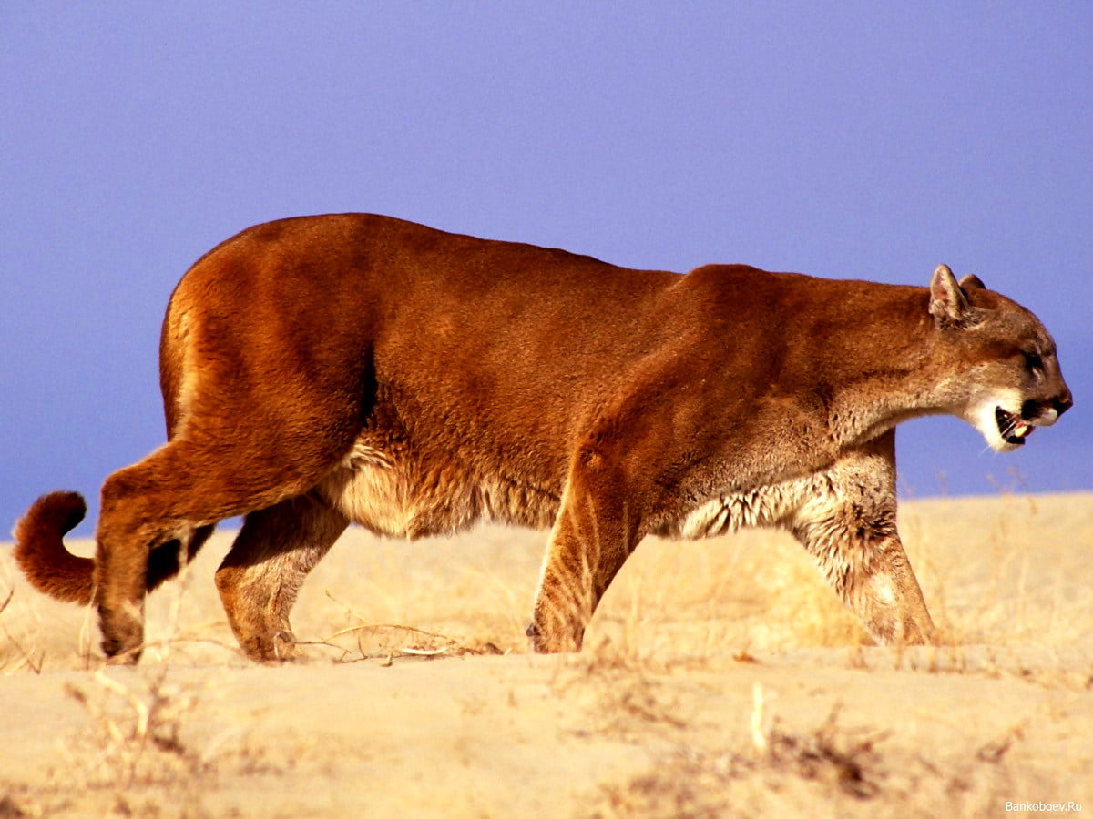Stor brun hund som står på gräset - skrivbordsbild (1600x1200)