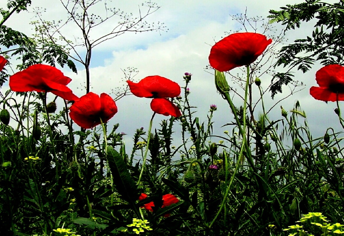 Bakgrundsbild Blommor, Vallmo, Röda | Gratis Bilder