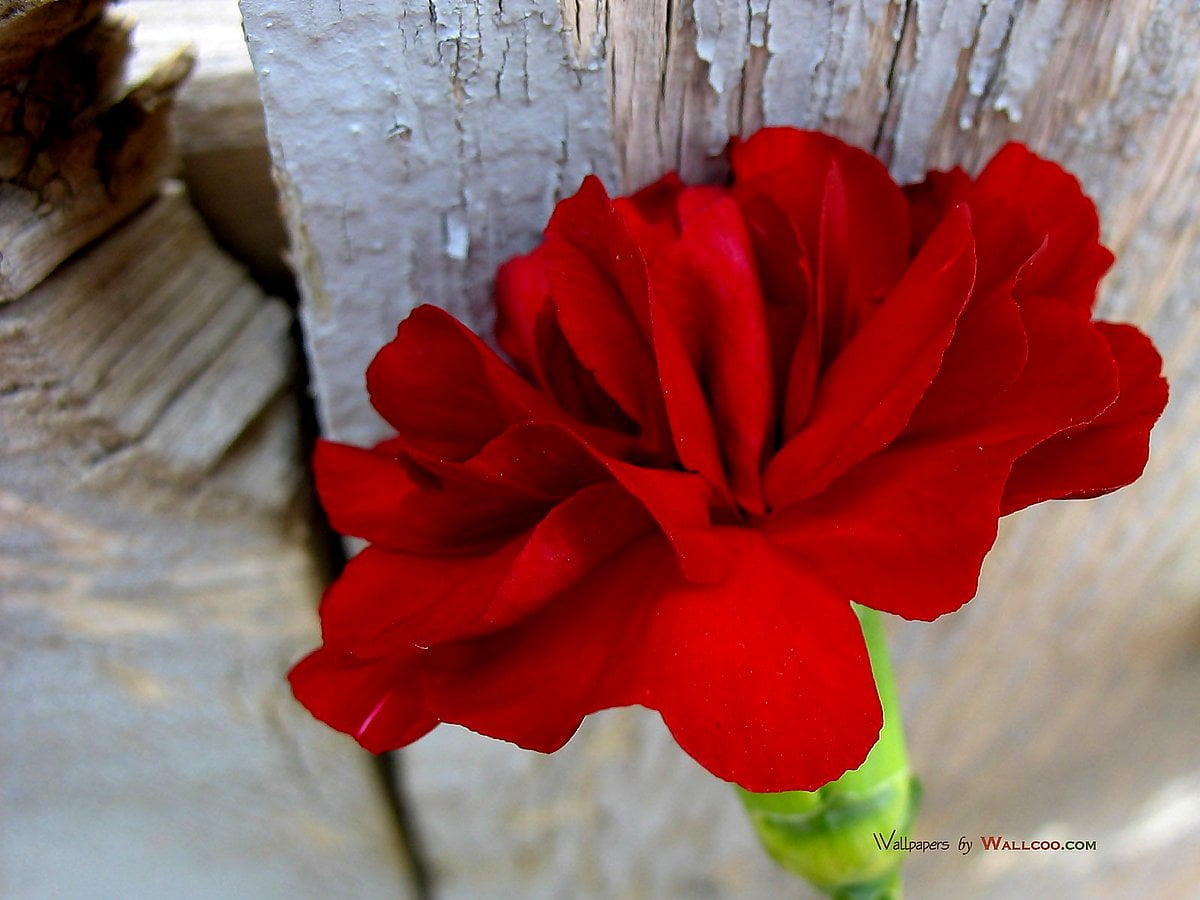 Bakgrundsbild Blommor, Röda, Kronblad | Gratis Bilder