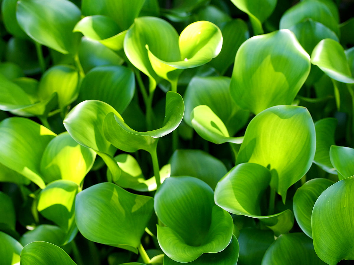 Bakgrund Makro Blomma, Gröna, Blommor | Gratis Bakgrundsbilder