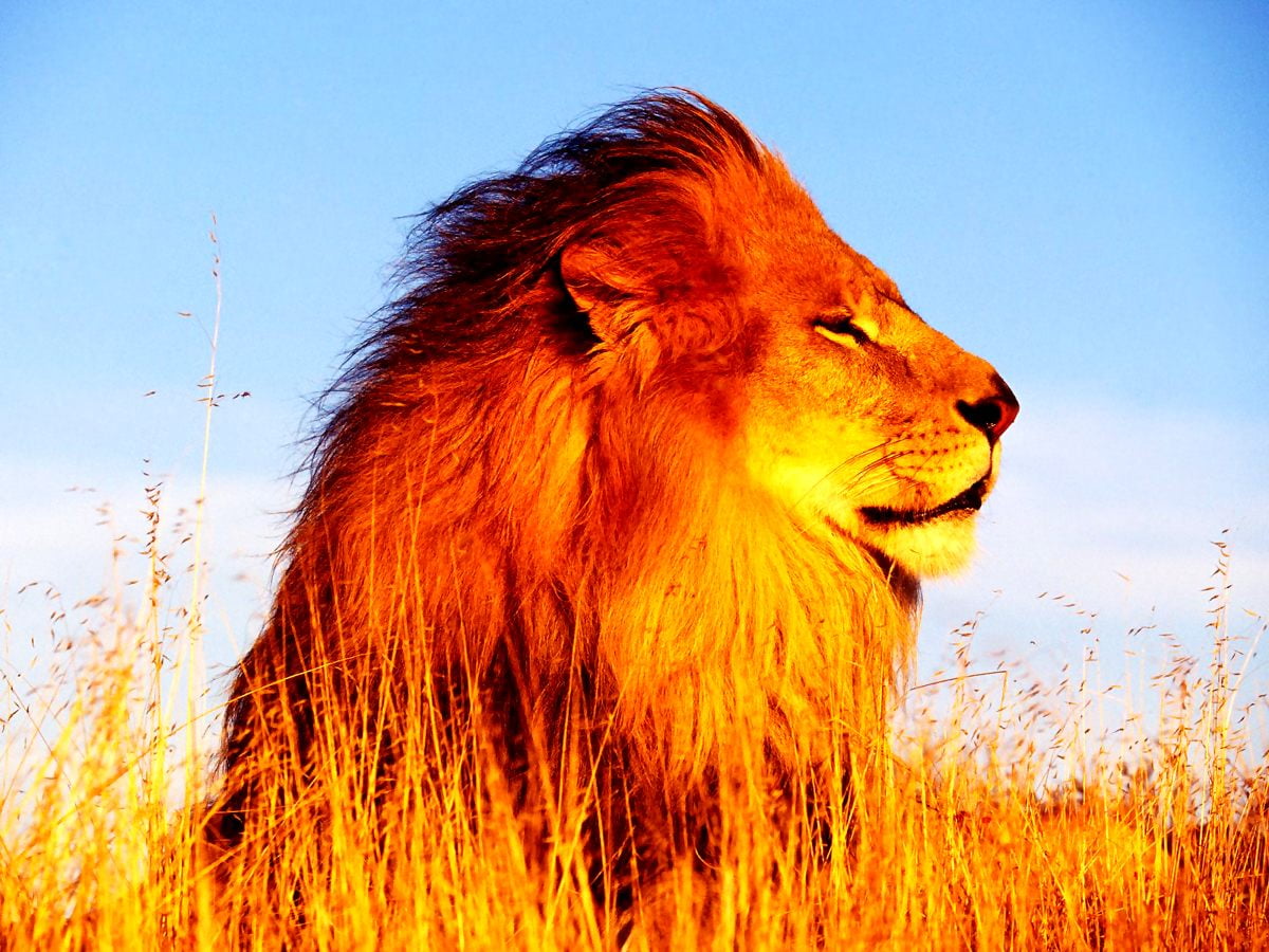 Lejon, vilda djur och växter, masai lejon, djur, man - HD skrivbordsbakgrund