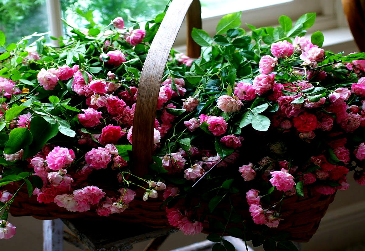 Blommor, mode, trädgård, rosa, klippa blommor / gratis skrivbordsbild