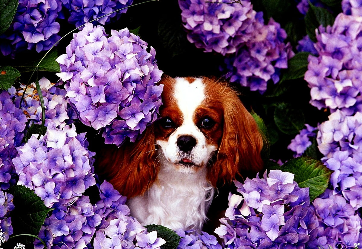 1600x1100 bakgrund - hund med lila blomma