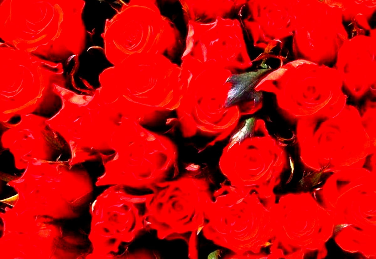 Bakgrundsbild widescreen Trädgård Rosor, Röda, Blommor | Topp Gratis Bilder