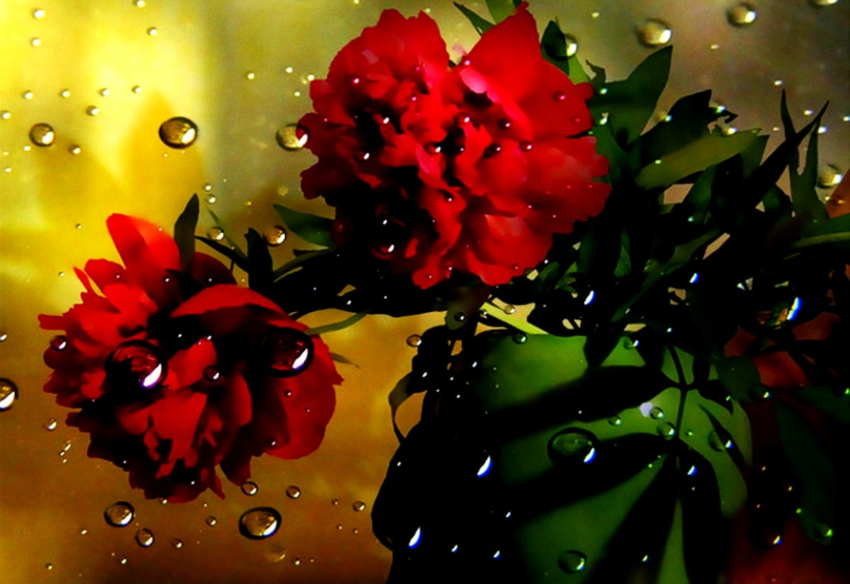 Vacker bakgrundsbild Röda, Fantastiska Blommor, Blommor | Gratis Bilder