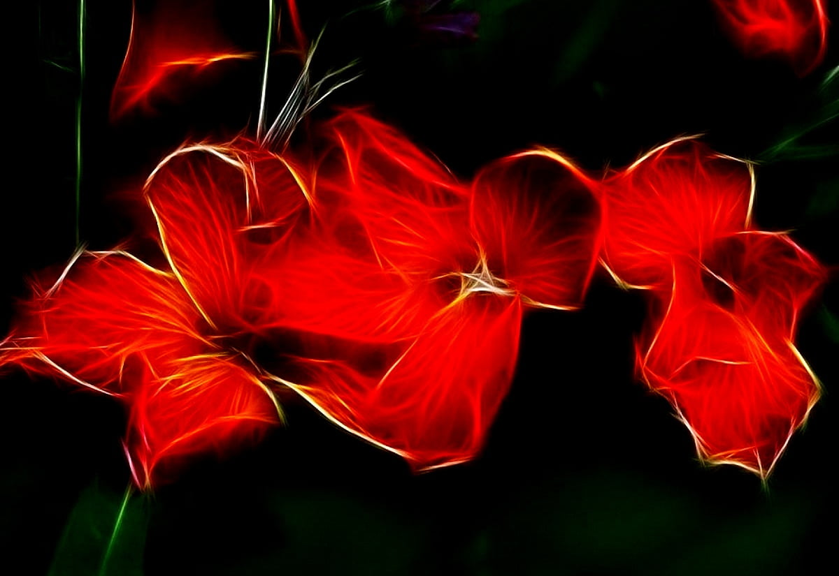 Bakgrund Fantastiska Blommor, Röda, Blommor | Topp Gratis Bilder