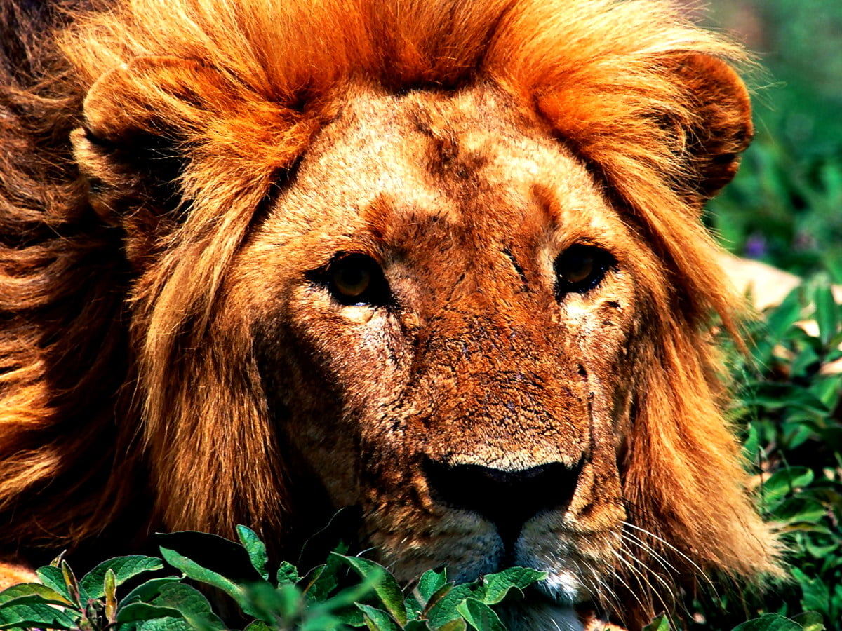 Lejon, vilda djur och växter, masai lejon, djur, bruna - bakgrundsbild (1600x1200)