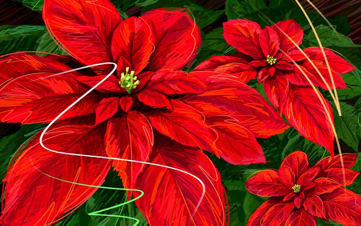 Skrivbordsbakgrund Blommor, God Jul, Röda | Topp Gratis Bilder
