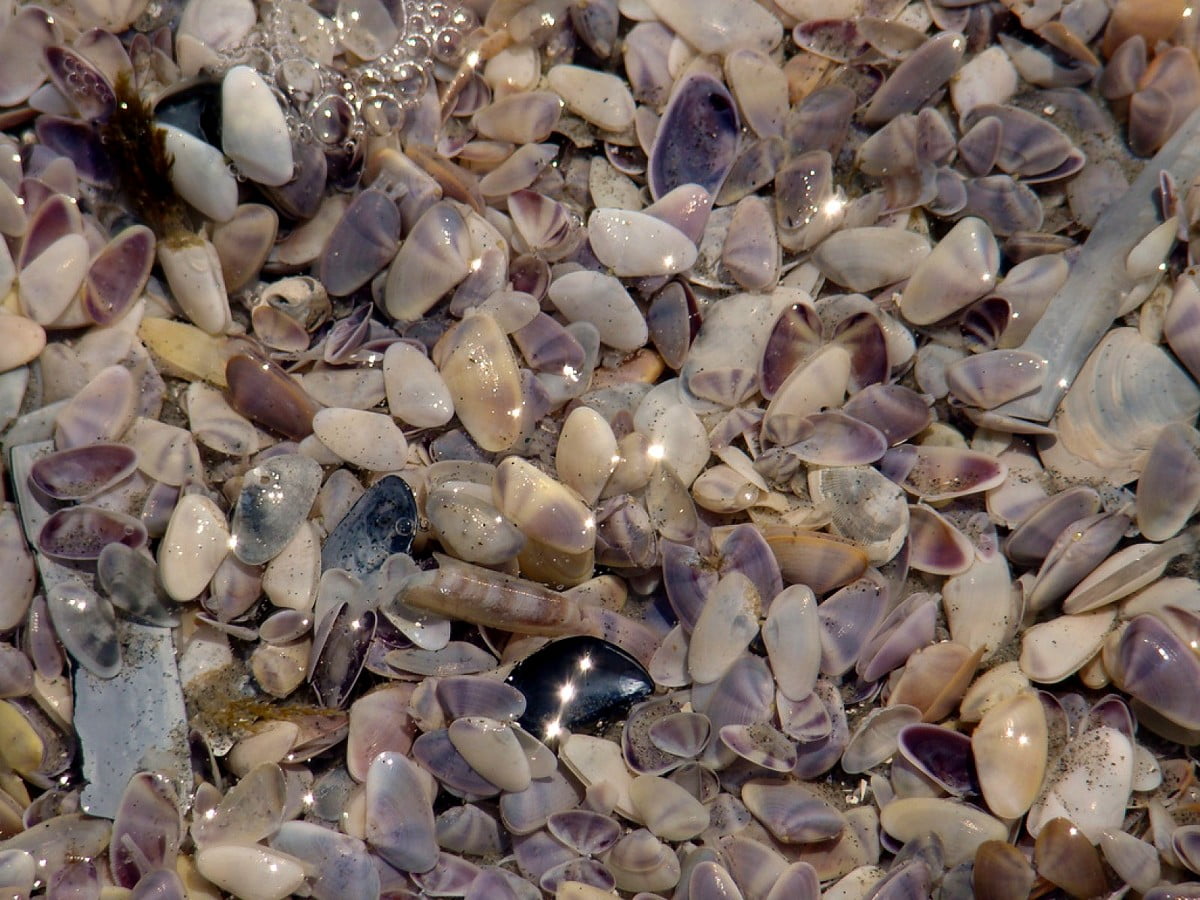 Skal, grus, sten, stenar, stranden - bakgrundsbild