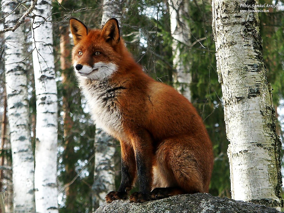 Bakgrundsbild R v Vilda Djur Djur Ladda Ner Bilder Bakgrundsbild R v Vilda Djur Djur Ladda Ner Bilder