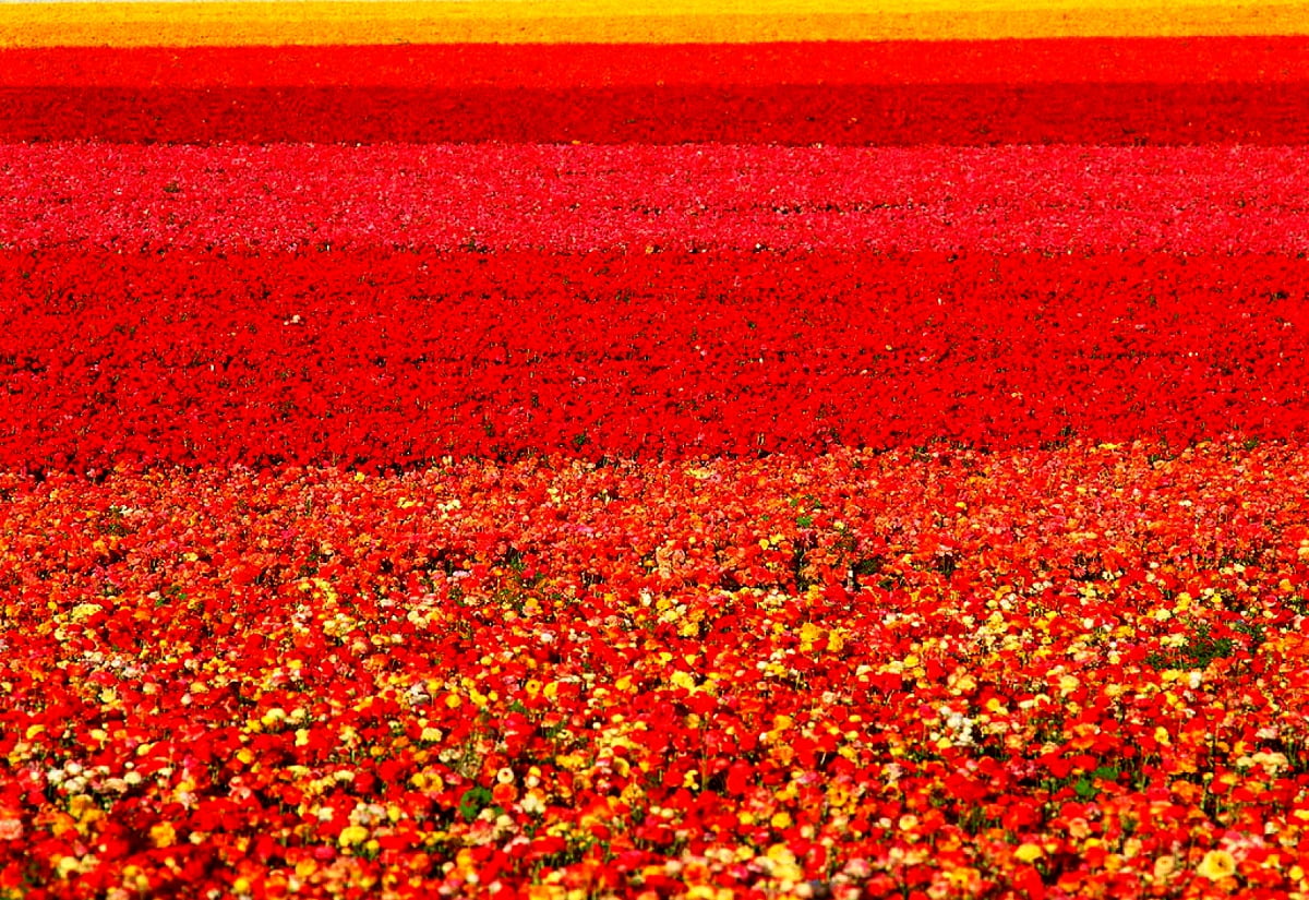 Bakgrundsbild Fält, Röda, Blommor | Gratis Bilder