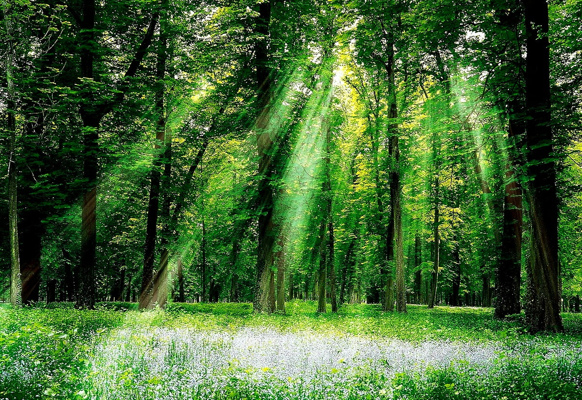Bra bakgrundsbild Skog, Natur, Gröna | Gratis Bakgrundsbilder