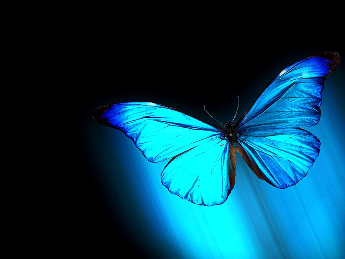 Fjäril, blå, insekter, grafisk konst, natur / bakgrund (1600x1200)
