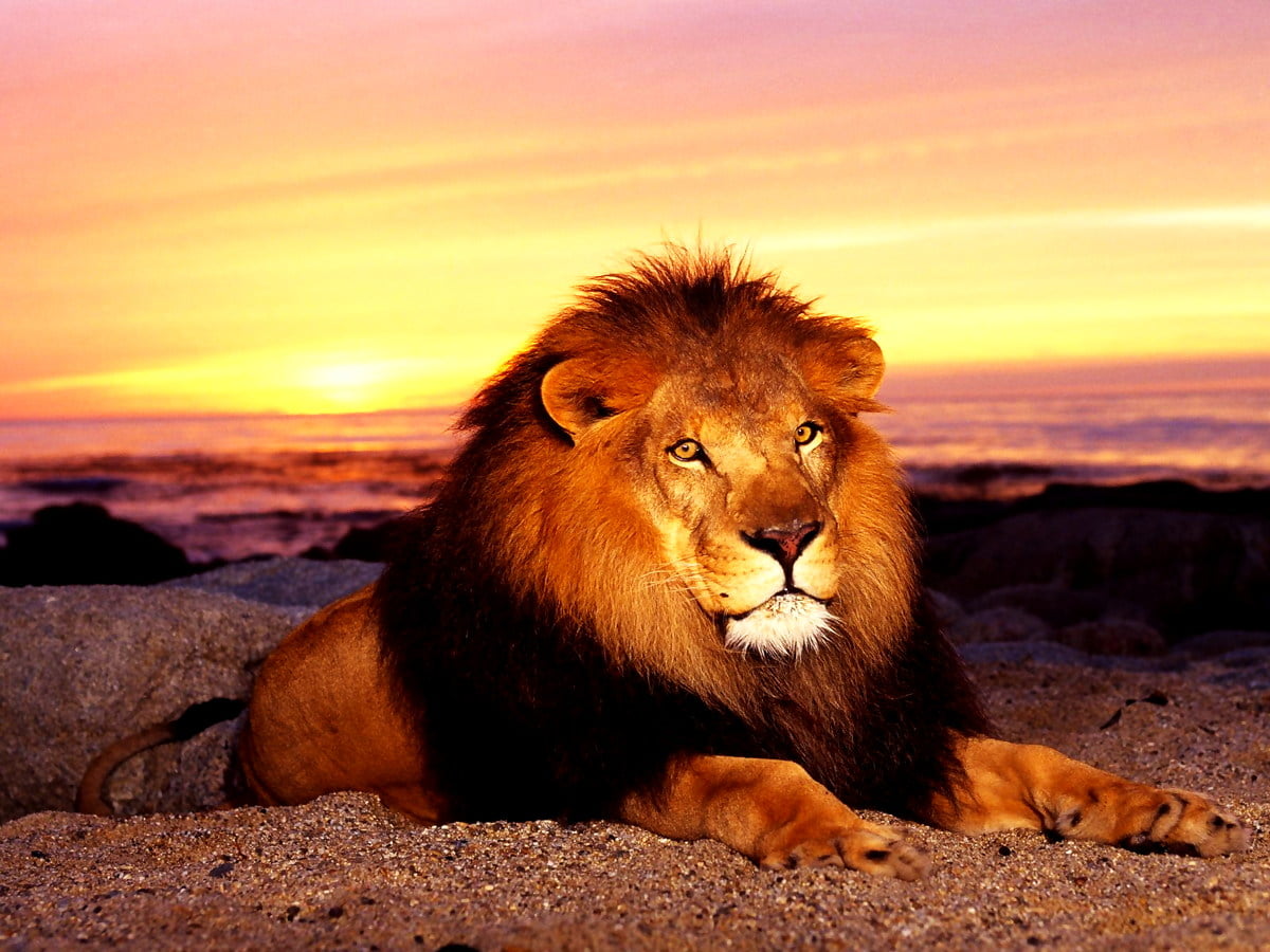 Lejon liggande i solen - bakgrundsbild