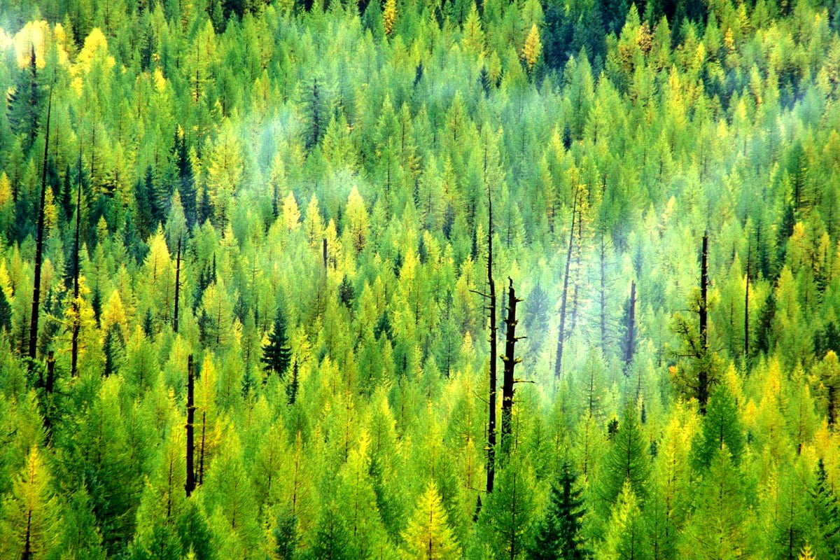 Bakgrundsbild Skog, Natur, Gröna | Ladda Ner Skrivbordsbilder