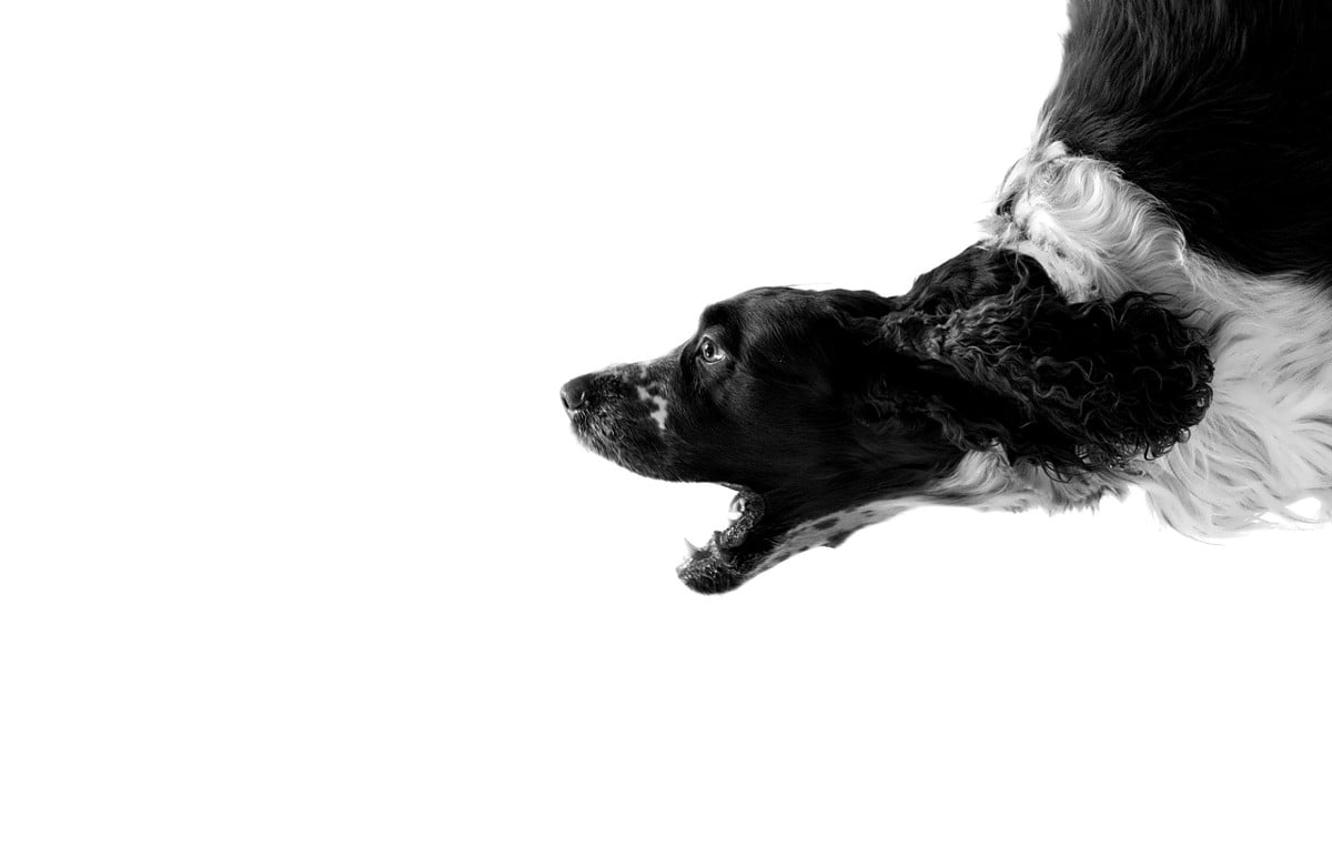 Fotokonst, vita, hundar, svarta, djur — bakgrund