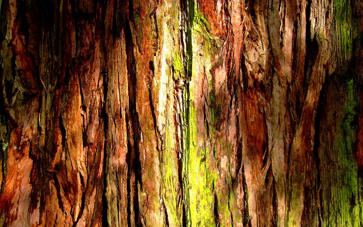 1600x900 Texturer, Stort Träd, Redwood bakgrund | Gratis Skrivbordsbilder