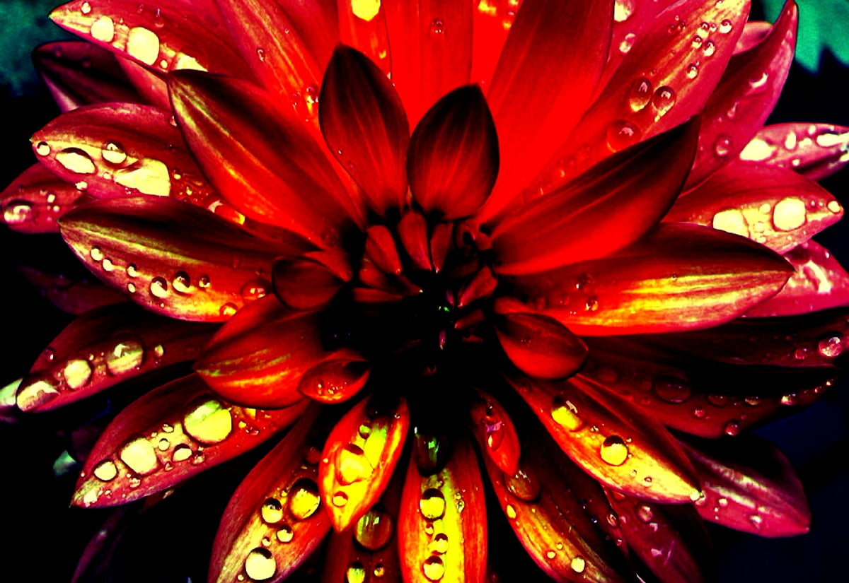Fantastiska Blommor, Blommor, Röda bakgrund | Ladda Ner Bilder