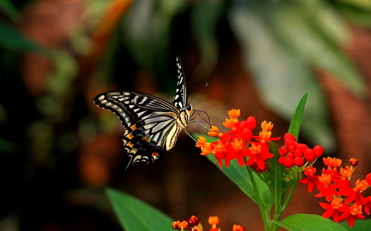 Fjäril, svart svalstjärt, insekter, tropisk milkweed, Monarkfjäril — skrivbordsbakgrund