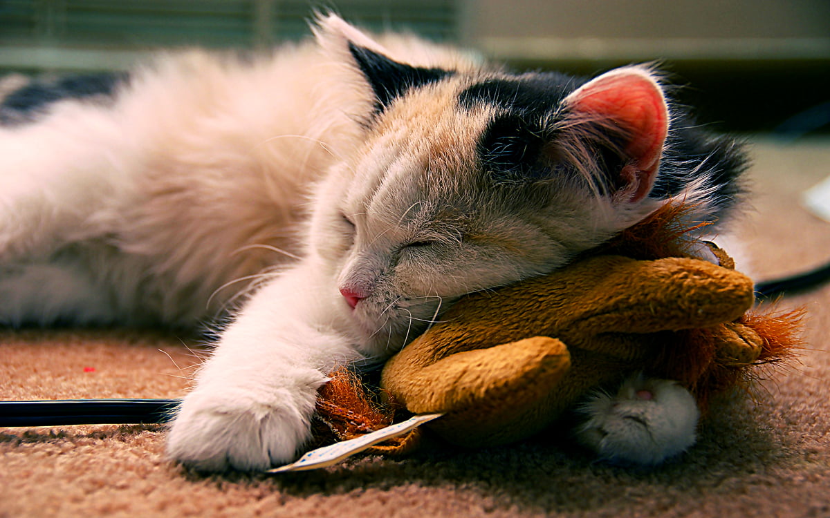 Harbiy ishga yollash skriningida porno