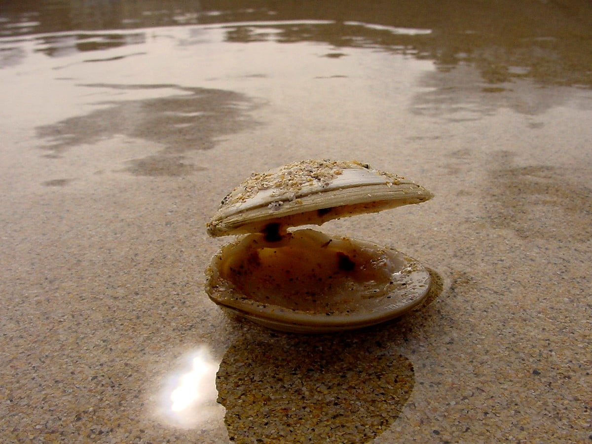 Skal, sand, medicinsk svamp, stranden, ostron / bakgrundsbilder 1600x1200
