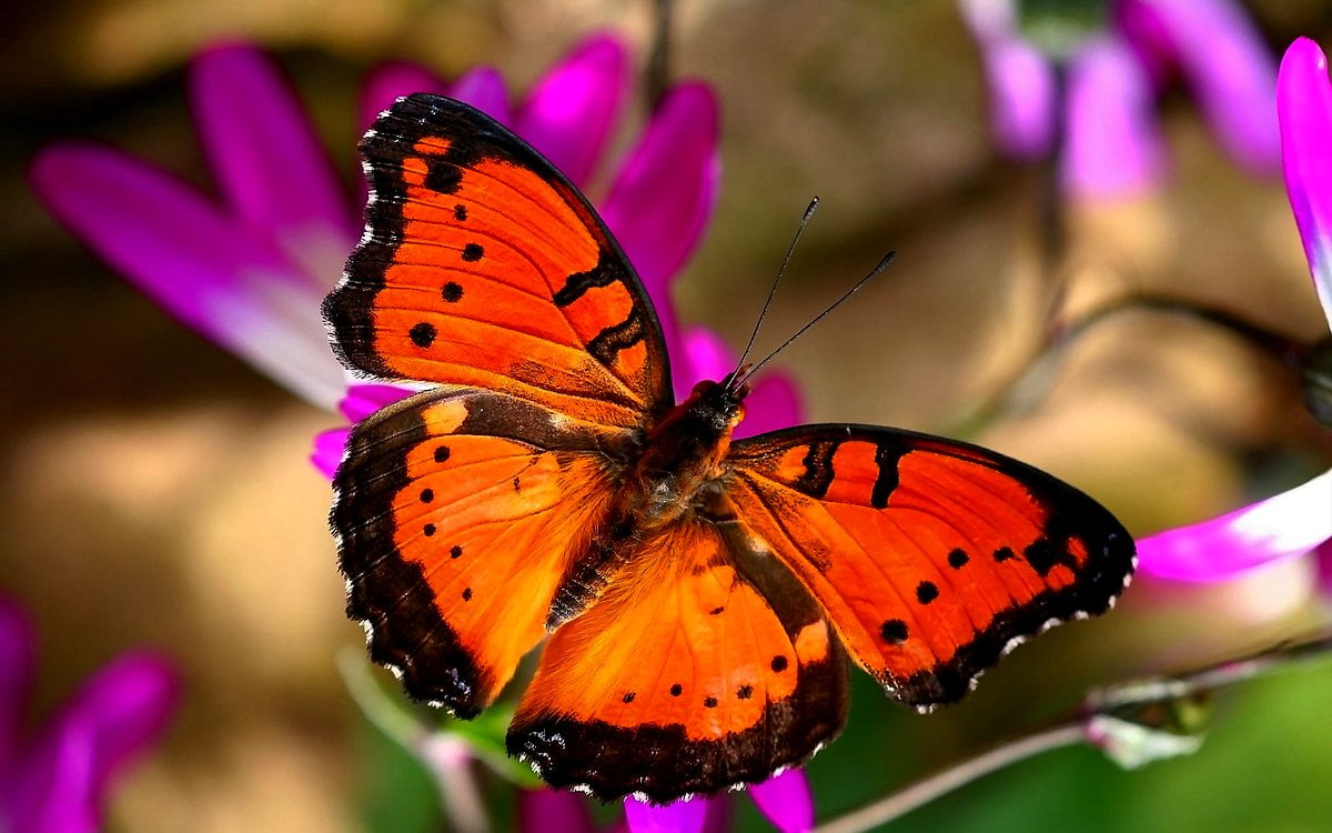 Färgglad fjäril på blomma - bakgrundsbild