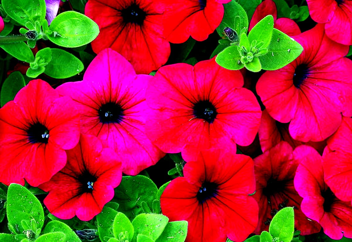 Bakgrundsbild Blommor, Blomma, Röda | Ladda Ner Skrivbordsbilder